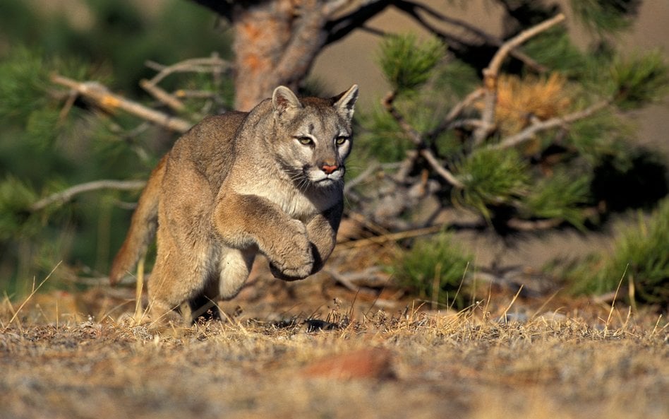 Puma w okolicach Karsinki i Rekowa. Gmina ostrzega przed wejściem do lasu