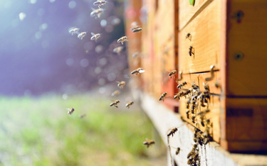 Rzeszów: Otruto 2,5 miliona pszczół