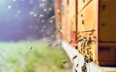 Rzeszów: Otruto 2,5 miliona pszczół