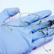Marzena Czaniecka - Arabidopsis thaliana przed transformacją