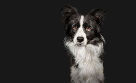 Pies-milioner. Właściciel zapisał mu 5 mln dolarów