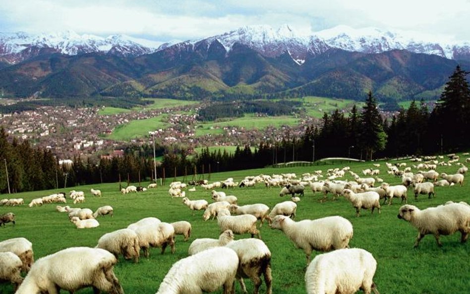 Krupówki, oscypek i tłok – to cepry lubią najbardziej