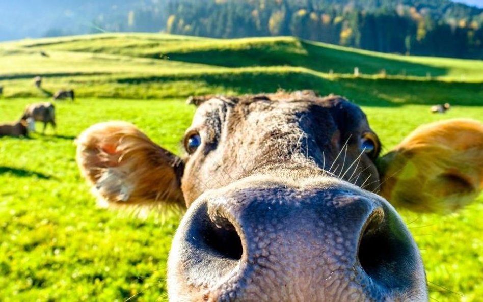 52-letni rolnik zginął zaatakowany przez byka w Szczepkowie Borowym w powiecie nidzickim.