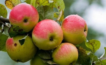 MRiRW: ponad 12 mln zł strat spowodowanych przez klęski żywiołowe