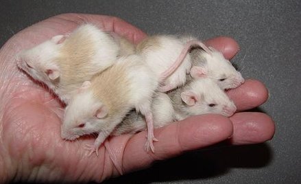 Mysi eliksir młodości