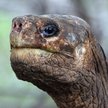 Lonesome George