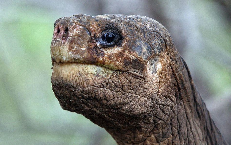 Lonesome George