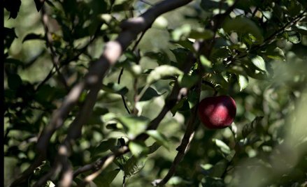 Produkcja cydru szansą na zagospodarowanie nadwyżek jabłek