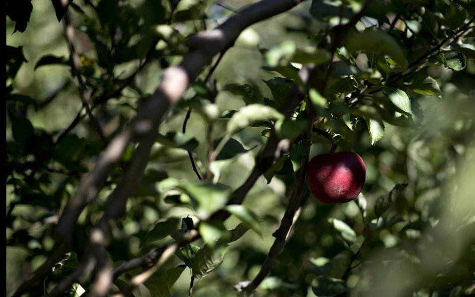 Produkcja cydru szansą na zagospodarowanie nadwyżek jabłek