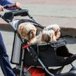 Tajwan: Coraz mniej dzieci. Młodzi wolą zwierzęta domowe