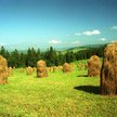 Siano i słoma nie mogą mieć najniższej stawki VAT