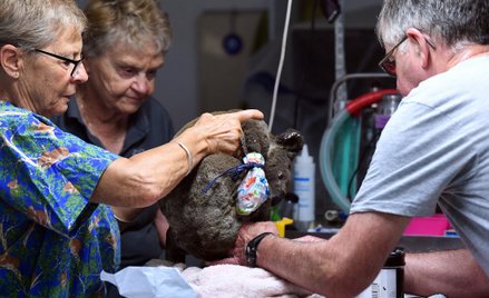 Trwa walka o życie poparzonych koali