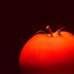 Unia Europejska: państwa będą mogły zakazać upraw GMO