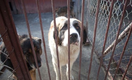 Jak prowadzić sprawy o znęcanie się nad zwierzętami - wytyczne dla prokuratorów