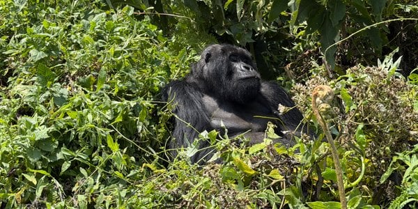Rwanda charges top dollar for wildlife tourism