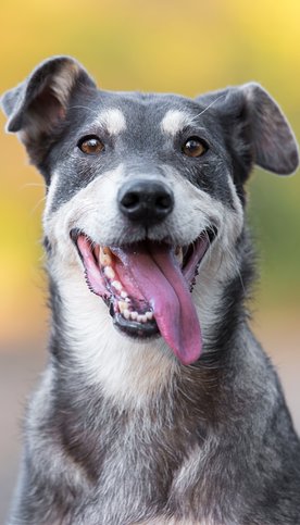 Psia niedola – zwierzaków, które doświadczyły utraty jednej z kończyn – może się odmienić dzięki roz