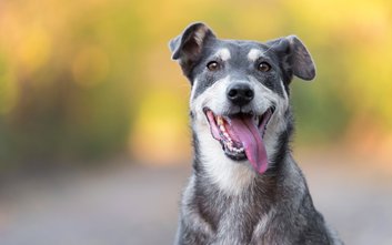 Psia niedola – zwierzaków, które doświadczyły utraty jednej z kończyn – może się odmienić dzięki roz