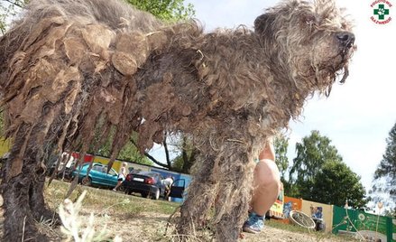 Areszt dla właściciela schroniska dla zwierząt w Radysach