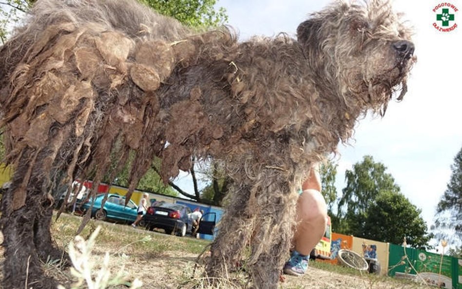 Areszt dla właściciela schroniska dla zwierząt w Radysach