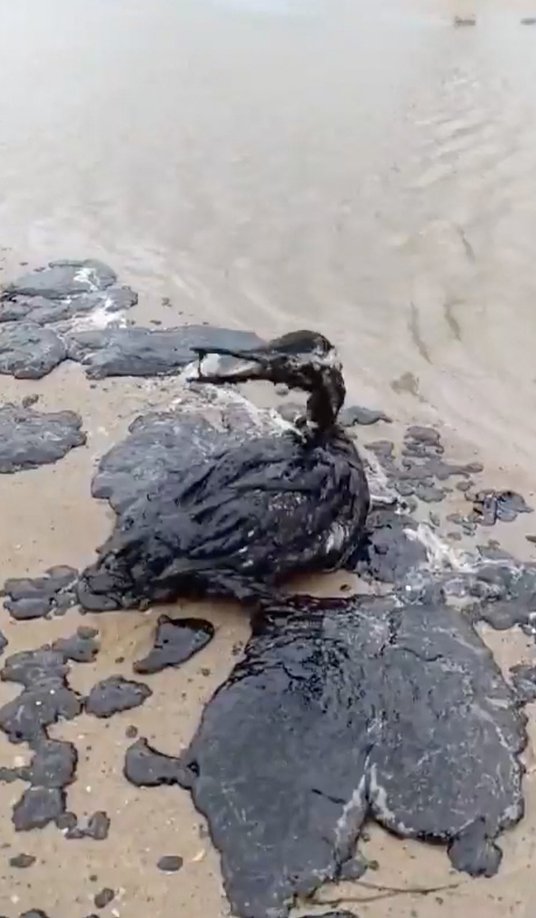 Skażonych jest 40 km plaż, zginęło tysiące zwierząt morskich