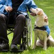 Pies asystent osoby z niepełnosprawnością
