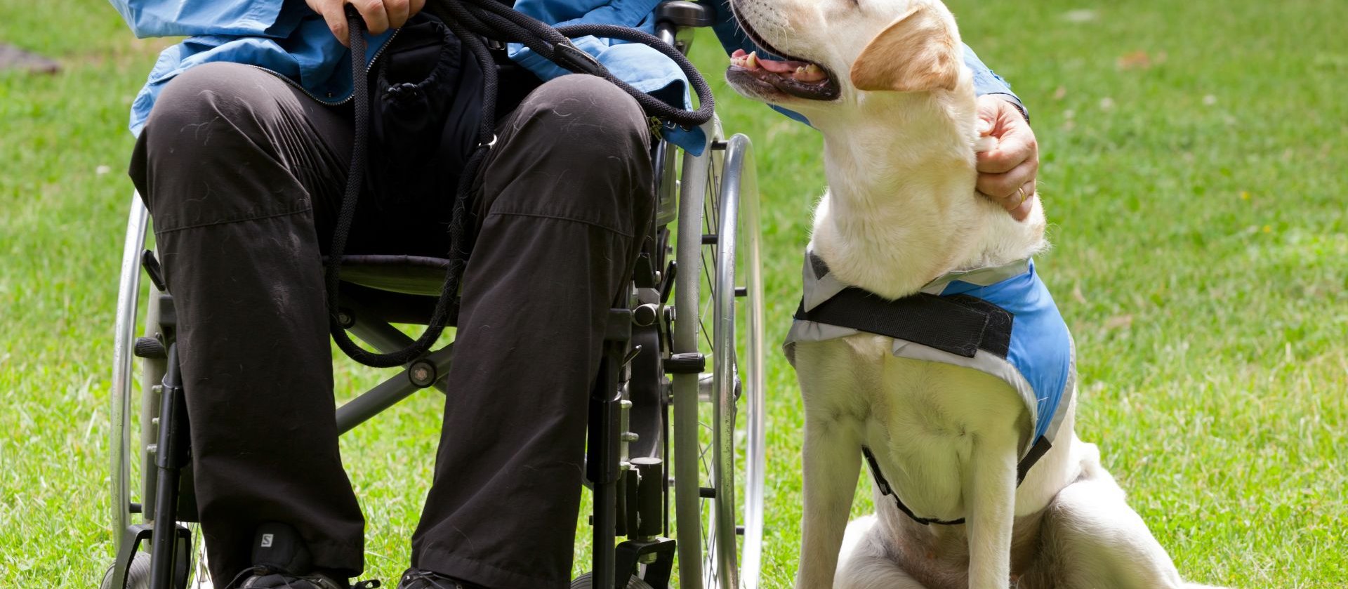 Pies przewodnik czy robot. Naukowcy sprawdzili, co łączy człowieka i zwierzę
