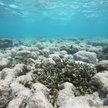 Z powodu stresu cieplnego nasza planeta traci coraz więcej koralowców
