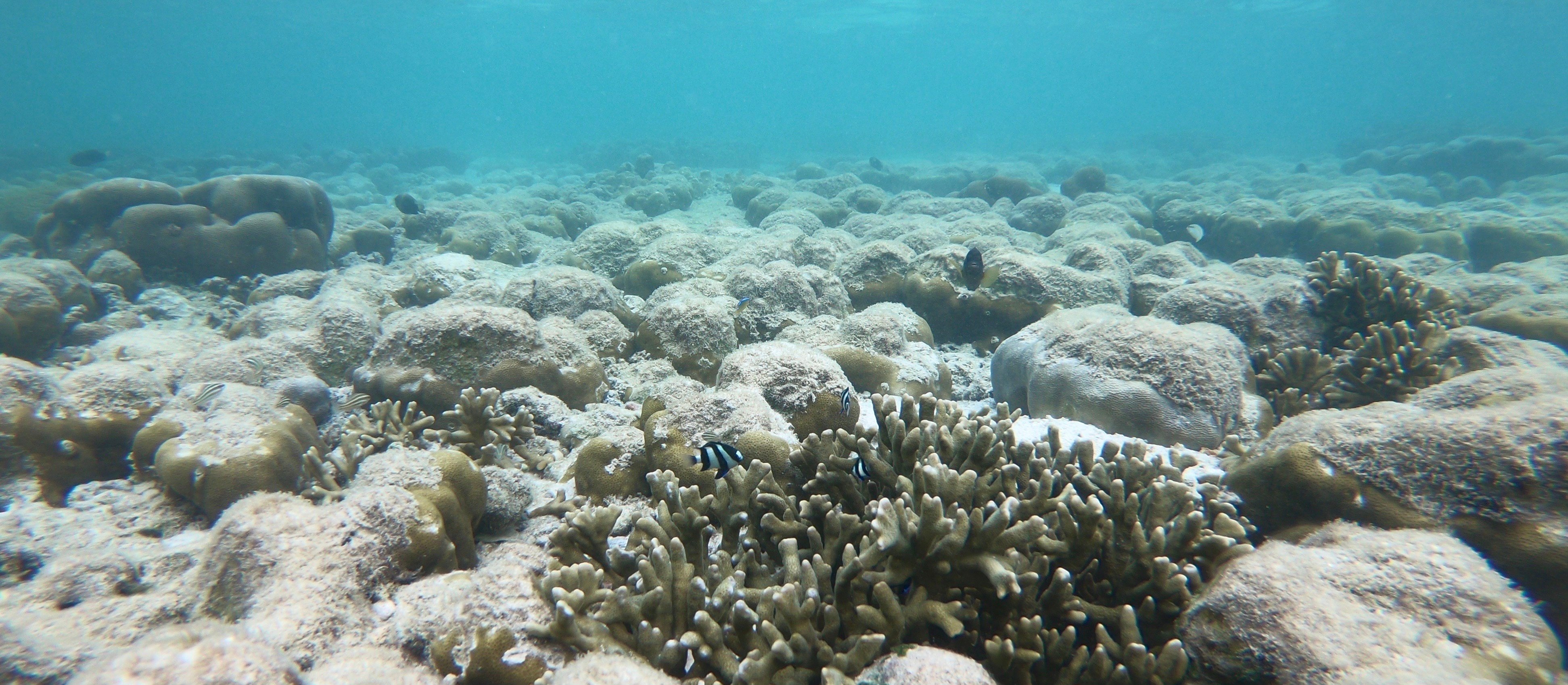 Rafy koralowe są na granicy przetrwania. Trwa kolejna fala upałów, która uderza w oceany