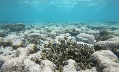 Z powodu stresu cieplnego nasza planeta traci coraz więcej koralowców