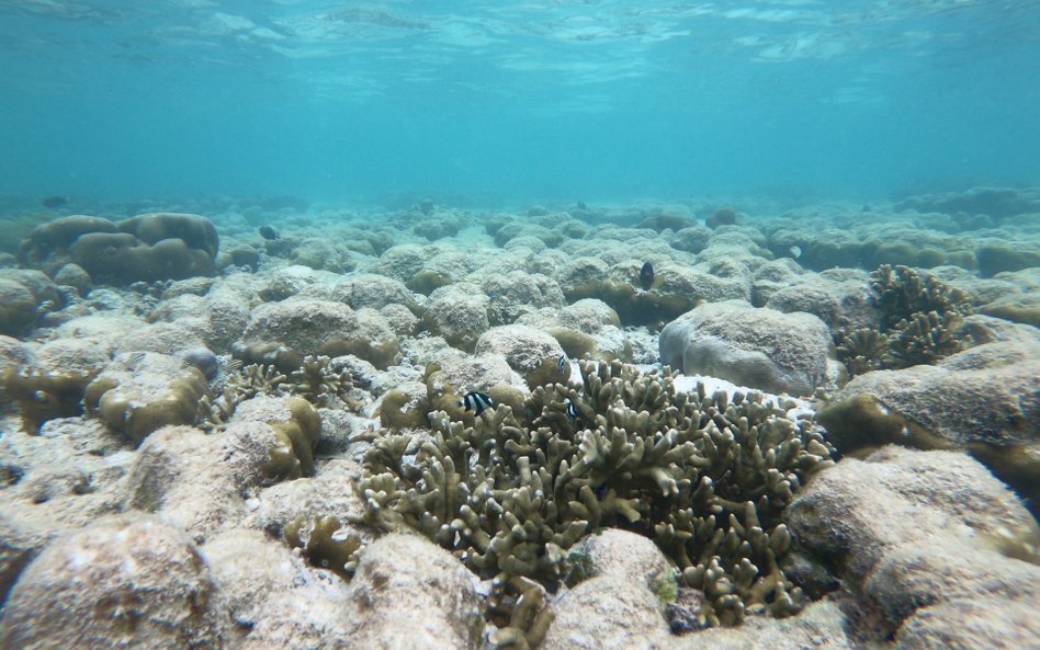 Z powodu stresu cieplnego nasza planeta traci coraz więcej koralowców