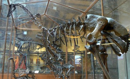 Szkielet mamutaka w Muzeum Historii Naturalnej w Paryżu
