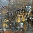 Szkielet mamutaka w Muzeum Historii Naturalnej w Paryżu