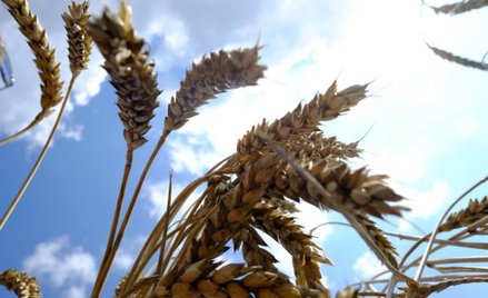 Minister rolnictwa: państwo nie ma wpływu na ceny zbóż