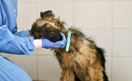 Poszukiwany kolejny oprawca psa