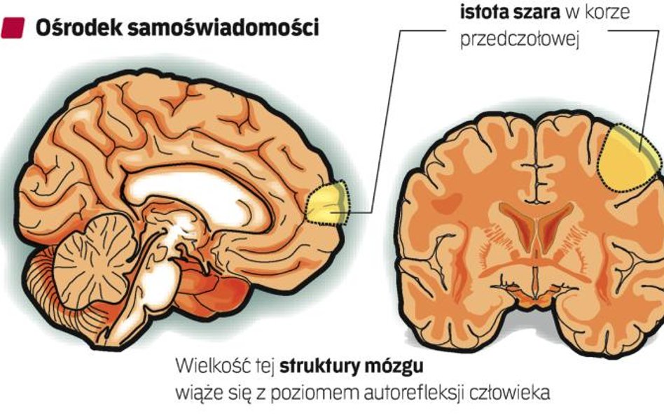 Zbitka szarych komórek położona na wysokości gałek ocznych w dużym stopniu może zawiadywać naszą świ