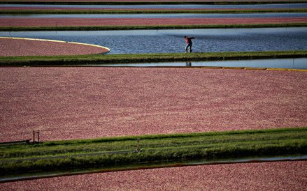 Zalane pola żurawinowe podczas żniw w Camp Douglas w stanie Wisconsin w USA.