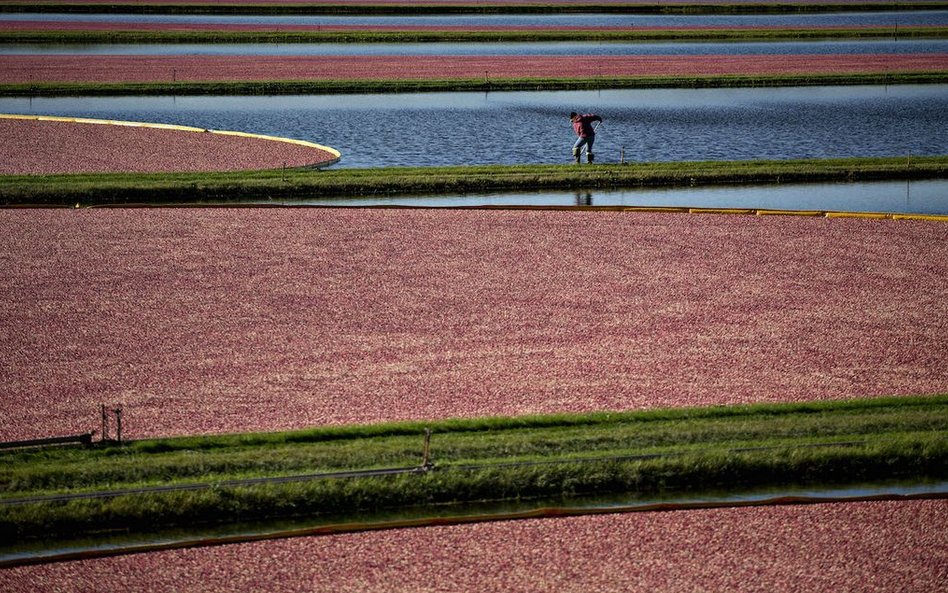 Zalane pola żurawinowe podczas żniw w Camp Douglas w stanie Wisconsin w USA.