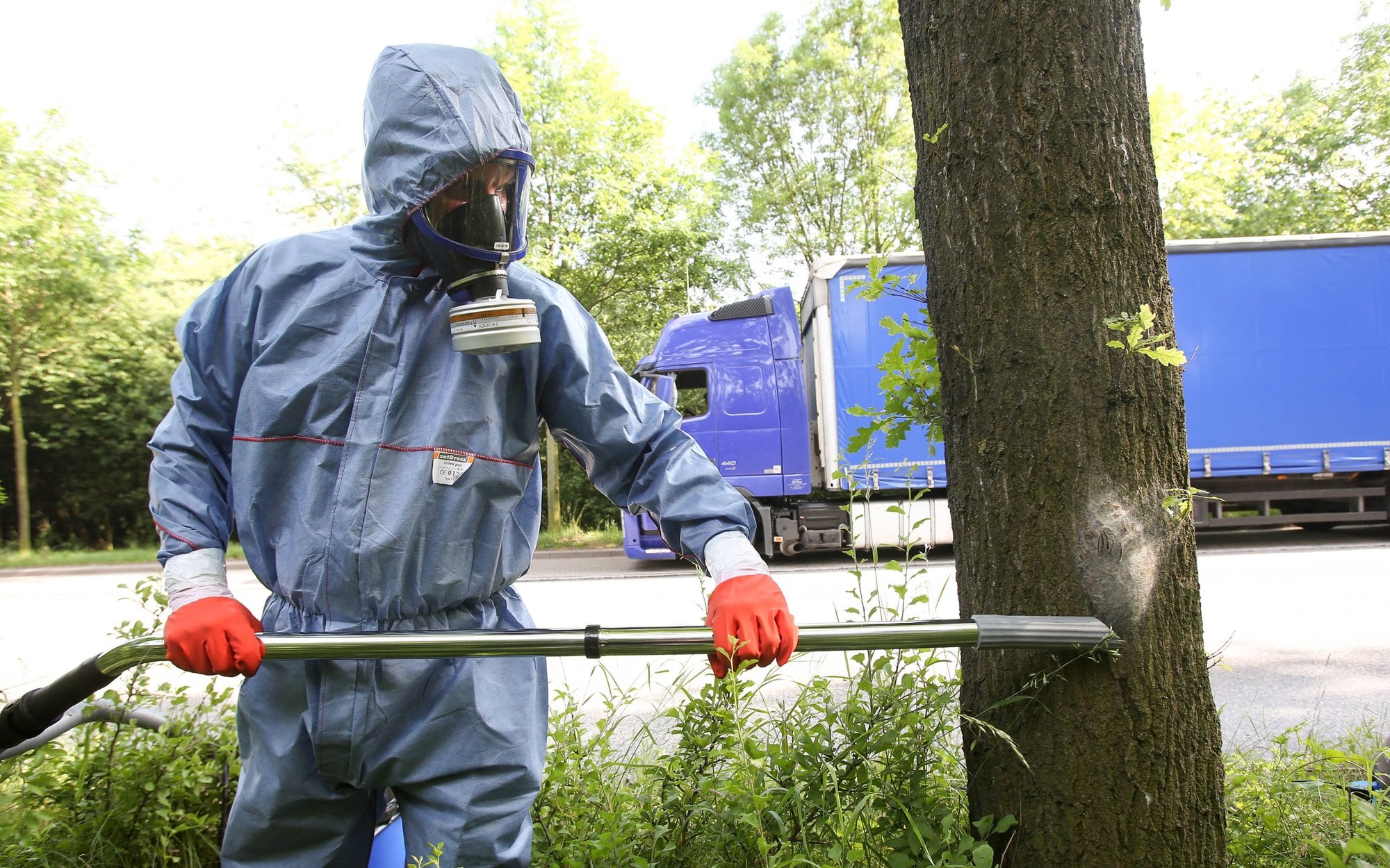The oak procession is getting closer to Polish. A biologist explains why it is dangerous