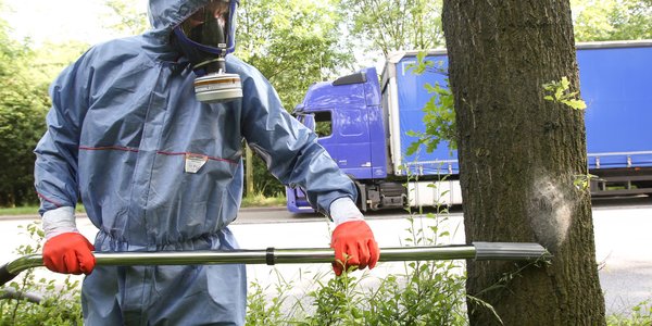 Korowódka dębówka coraz bliżej Polski. Biolog tłumaczy, dlac