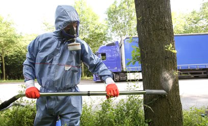 Usuwanie gniazd korowódki dębówki w Hamburgu