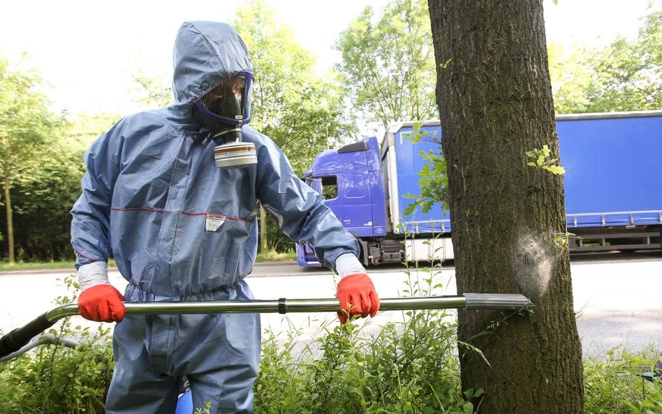 Usuwanie gniazd korowódki dębówki w Hamburgu