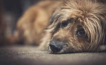 Były senator PiS zatrzymany. Znęcał się nad psem