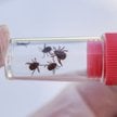 Przez ocieplenie klimatu przybywa kleszczy. Jak się przed nimi chronić?