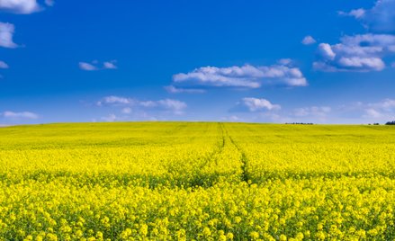 W Polsce najwięcej biokomponentów dodawanych do paliw płynnych produkuje się z rzepaku. Jego znaczen