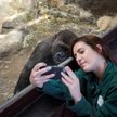 2.miejsce / Przyroda / zdjęcie pojedyncze. Irina Casanova, opiekunka goryli w madryckim zoo, robi so