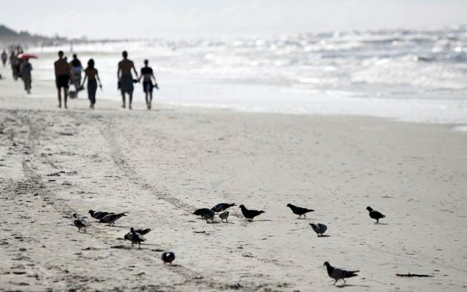 Rurociąg północny zagraża polskim plażom