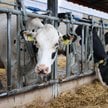 Producenci mięsa w Polsce borykają się z wysokimi kosztami ale stoi przed nimi szansa wyjścia na eur