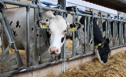 Producenci mięsa w Polsce borykają się z wysokimi kosztami ale stoi przed nimi szansa wyjścia na eur