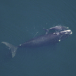 Samica wieloryba biskajskiego wraz z młodym