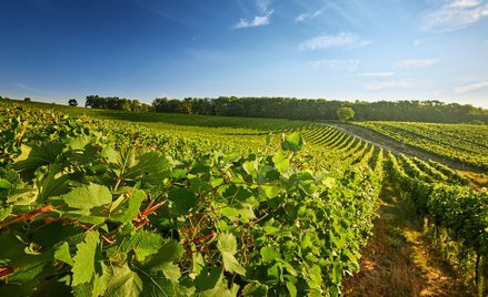 Robert Mazurek: Cztery hektary Petra Koraba